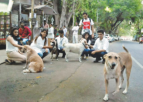 Develop a permanent solution to end the menace of stray animals in India |  Business Economics